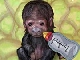 Funky Monkey
